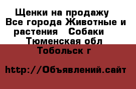 Щенки на продажу - Все города Животные и растения » Собаки   . Тюменская обл.,Тобольск г.